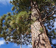 pine needle trees'